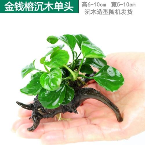 懒人沉木水草新手鱼缸造景淡水植物水榕活体水族箱增氧水下装饰草