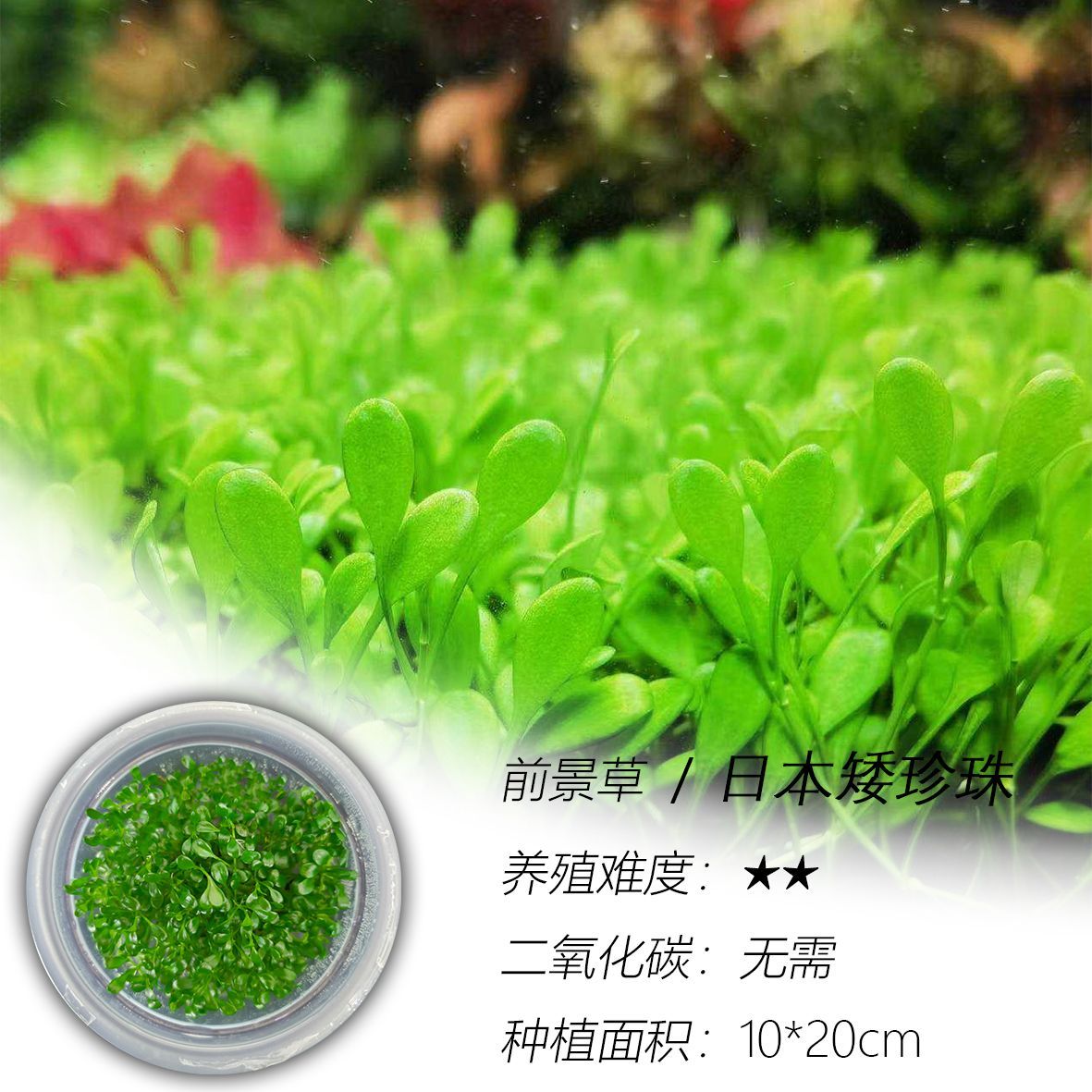 日本矮珍珠水草无菌杯懒人活体阴性新手前景草坪