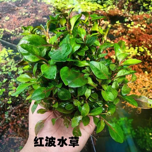 红波坨草创意易活增氧迷你鱼缸造景入门