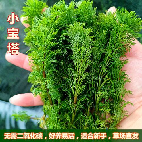 小宝塔水草绿菊鱼缸造景活体植物懒人水草淡水阴性后景草好养易活