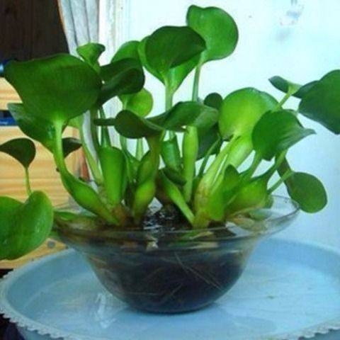 大棵水葫芦苗水生植物水培绿植水草凤眼莲水草污水净化水养殖