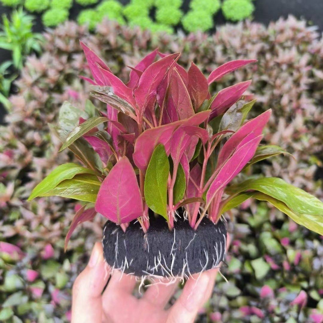 丹麦红玫瑰大坨草鱼缸草缸造景装饰懒人水草增水阴性植物