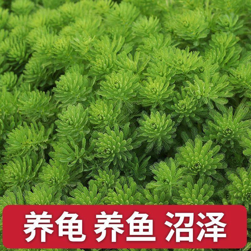 狐尾藻水草净化水质植物养殖小龙虾鱼缸水培植物盆栽水草观赏养殖