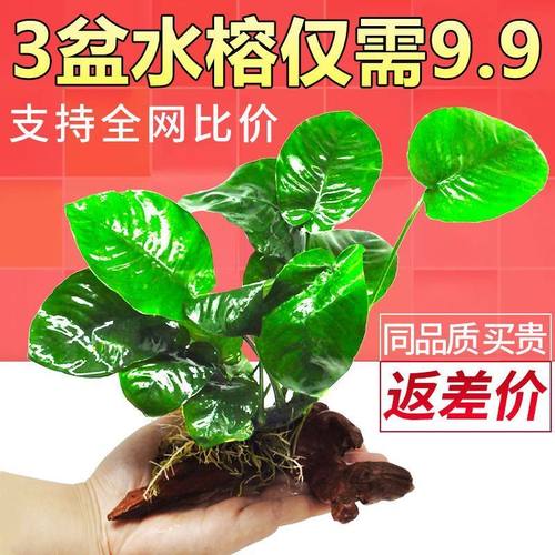 阴性水草植物真草增氧懒人好养水榕沉木易养水榕皇冠水草鱼缸造景