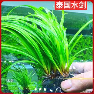 坨草生态溪流净水泰国水剑净化鱼缸真水草增氧原生缸空气缸懒人
