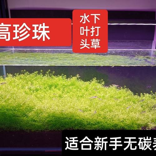水草阴性水草高珍珠水草鱼缸造景好养日本珍珠草新手水下叶打头草