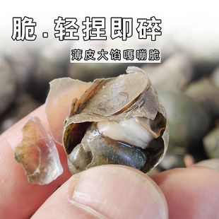 钓青鱼脆螺挂钩田螺苗鲜活打窝螺蛳螺丝乌龟饲料活饵石螺钓鱼薄壳