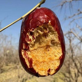 滋佳品XJ 自然香甜 臻选新疆和田骏枣 肉厚核小