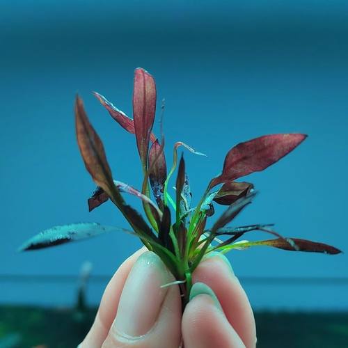 迷你紫爵皇冠类紫色中后景阴性懒人新手水草淡水鱼缸装饰桌面包邮