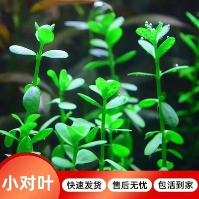 造景前景后景水草小对叶淡水植物瓜子阴性对叶真水族箱新手