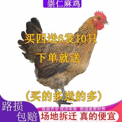 【正宗发货】崇仁麻鸡苗脱温鸡苗散养便宜包邮土鸡小笨鸡麻羽鸡苗