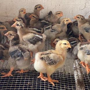 半斤8只装 脱温鸡苗K9大种鸡苗大脚散养公鸡母鸡882大型901鸡苗