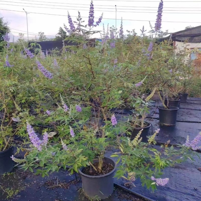 穗花牡荆盆栽绿植树庭院花园别墅花境大苗多年生花卉耐热耐寒植物图片