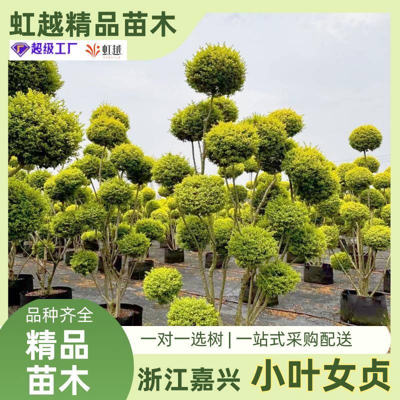 小叶女贞造型树庭院别墅绿化工程苗种植观赏四季长青高杆小叶女贞
