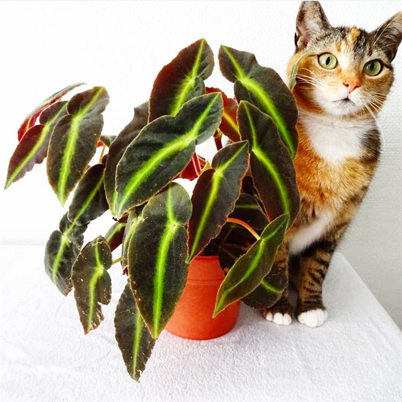 卉猫眼秋海棠荷兰进口盆栽庭院室内阳台造景花荧光叶脉观叶植物