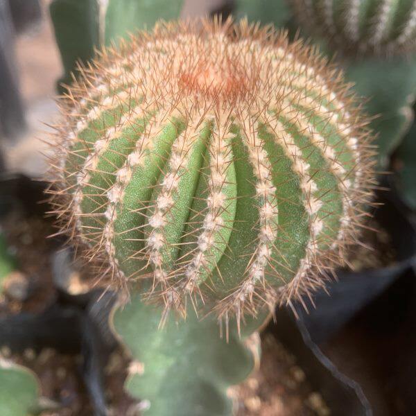 一铭园艺 金刺尤伯球仙人球稀有经典品种实生多肉植物 尤博球