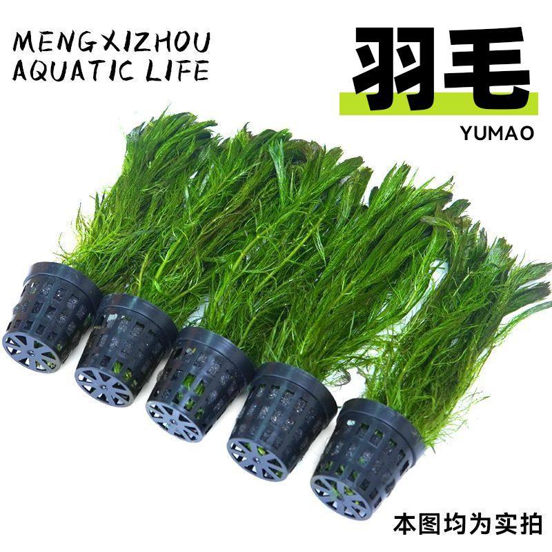 羽毛水草狐尾草淡水增氧懒人好养水培鱼缸植物净化水质鲜活绿千层