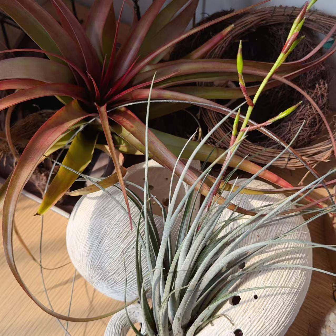 空气凤梨稀有品种刺猬银叶系懒人绿植家居搭配室内室外无土