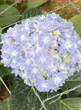 [万华镜]万华镜1-3朵花垂头可能有拼栽不适合地栽