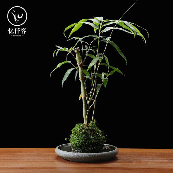 忆仟客石头花盆小号带托盘创意青石简约风格小号圆形花盆家用盆景