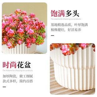 多肉组合小盆g栽珊瑚珠植物带盆栽好罕见精品室内桌面绿植四季好