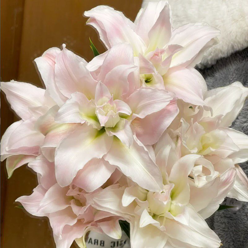 女神重瓣百合鲜花云南基地直发办公室内水养新鲜V瓶插花节日礼物