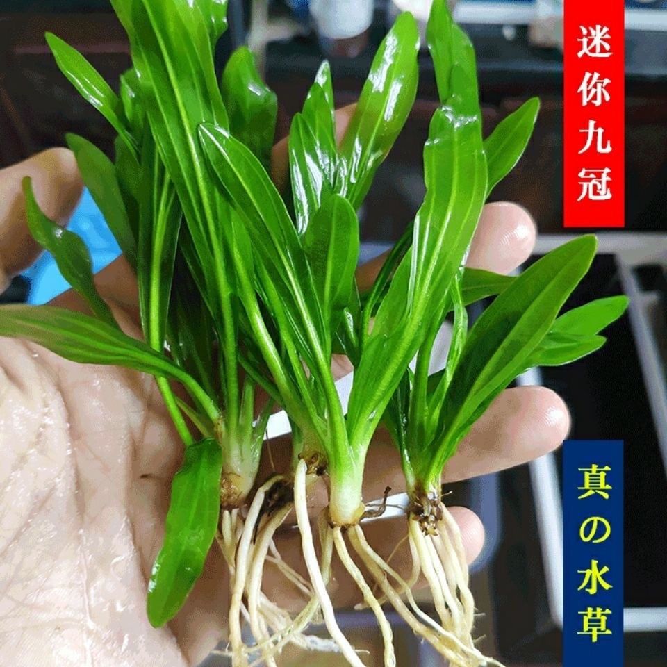 阴性草皇冠水草迷你九冠水草 鱼缸造景前景草中景草无需二氧化碳
