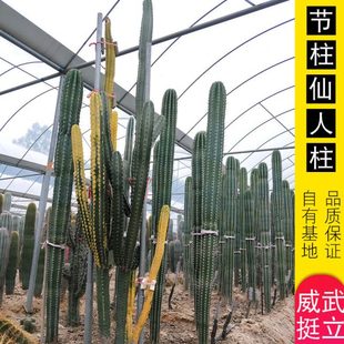 仙人掌类植物 节柱仙人柱大型超大土人之栉柱 神龙木仙人柱
