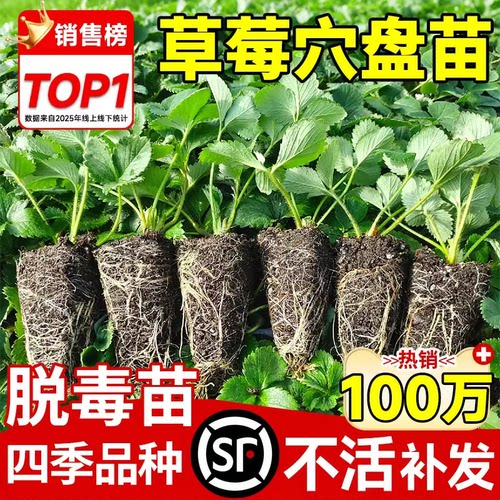 脱毒草莓苗盆栽四季结果特大号