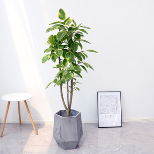 1.4米黄金榕盆栽 花叶榕富贵绿植室内办公室客厅阳台彩叶喜阳植物