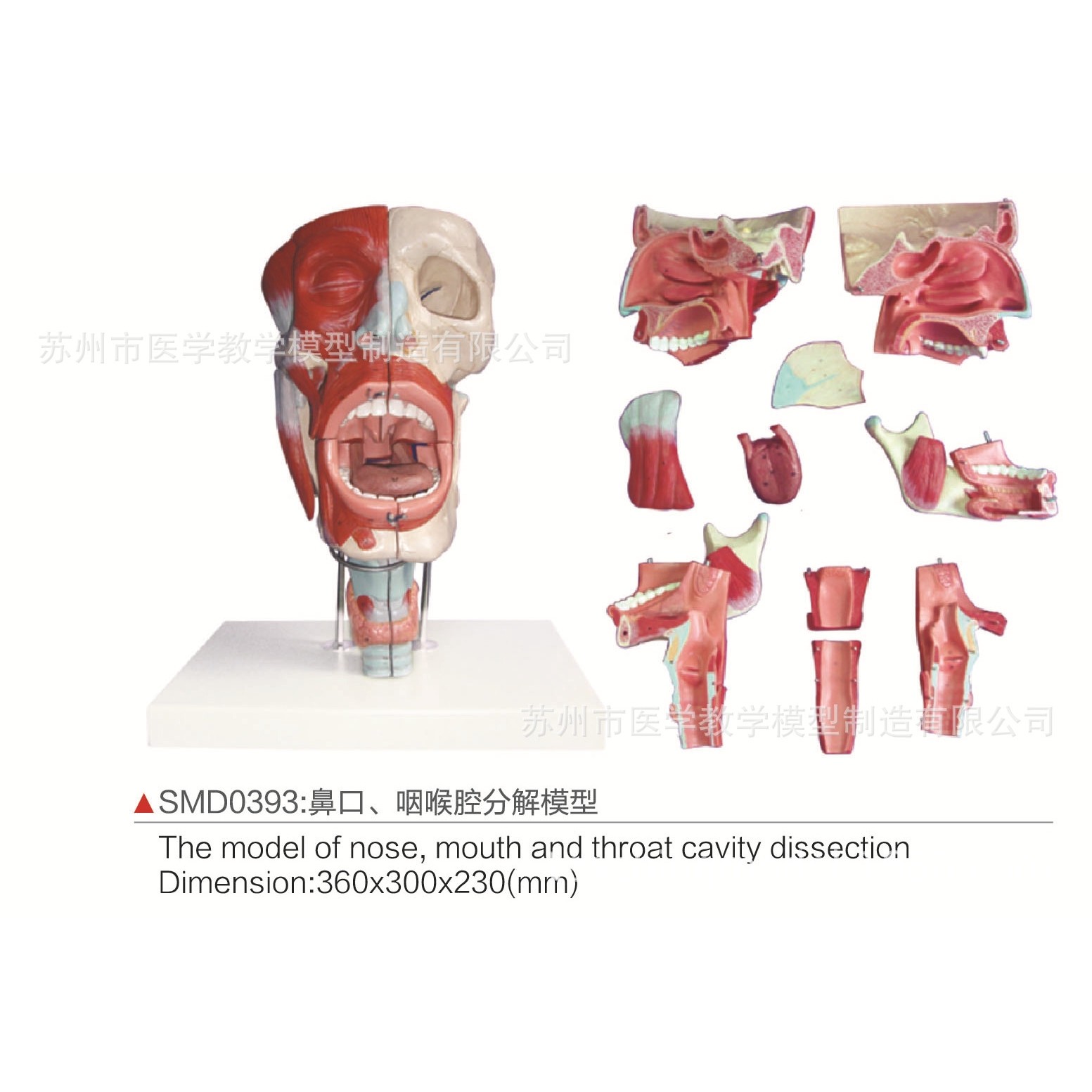 SMD0393鼻口、咽喉腔分解模型,文具电教/文化用品/商务用品,教学标本/模型,淘宝优惠券,粉丝福利购,淘宝优惠卷
