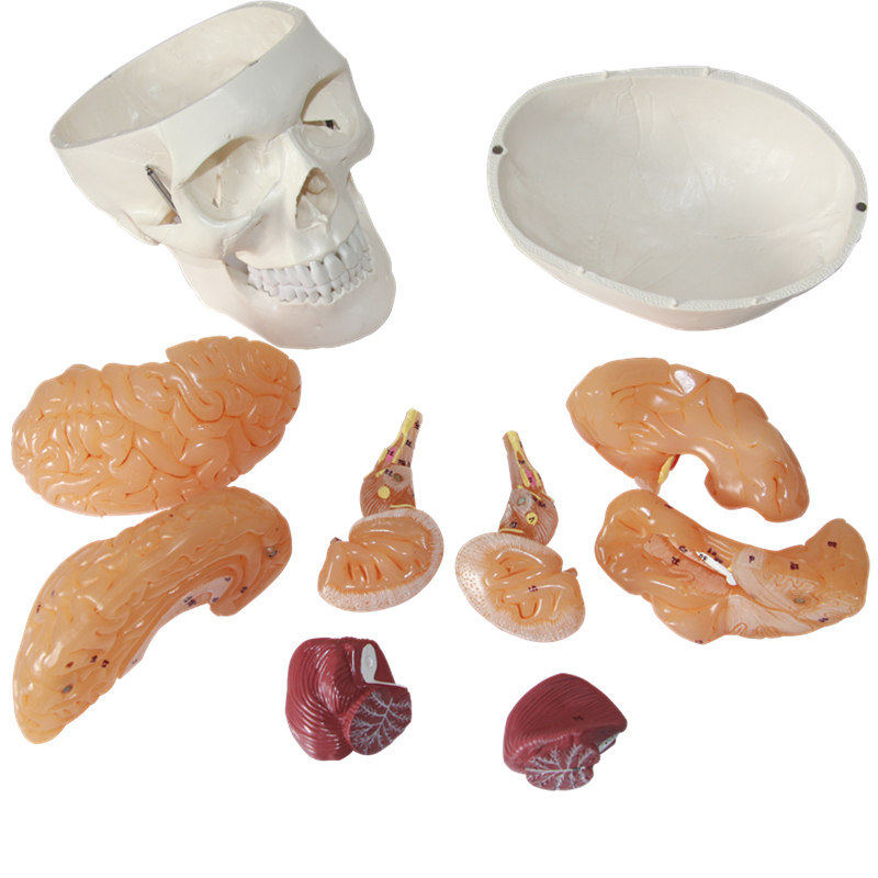 正品人体头骨模型头骨附脑模型带数字可拆卸骨科骨架模型骨骼模型,文具电教/文化用品/商务用品,教学标本/模型,淘宝优惠券,粉丝福利购,淘宝优惠卷