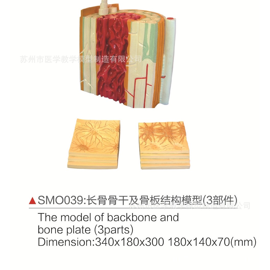 SMO039长骨骨干及骨板结构模型（3部件）,文具电教/文化用品/商务用品,教学标本/模型,淘宝优惠券,粉丝福利购,淘宝优惠卷