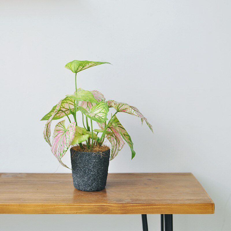 仿真观叶植物桌摆盆景彩叶芋吊竹梅绿植家居办公装饰摆件art444