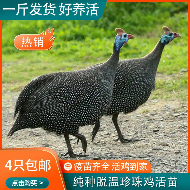 珍珠鸡一斤苗活鸡包活到家正宗脱温苗纯种幼苗农家散养小苗鸡苗