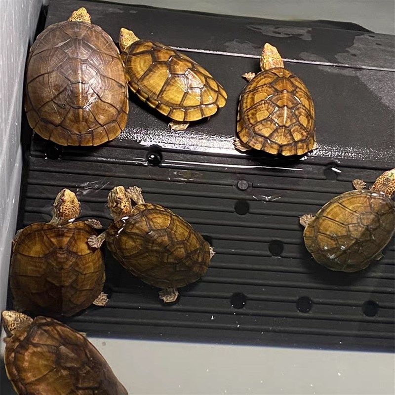 乌龟晒台diy乌龟晒台躲避浮岛晒背台巴西龟草龟晒背台大号爬坡台,宠物/宠物食品及用品,爬宠躲避/造景,淘宝优惠券,粉丝福利购,淘宝优惠卷