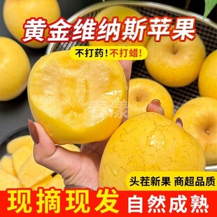 黄金维纳斯正宗山东烟台维纳斯苹果当季水果脆甜多汁现摘现发1