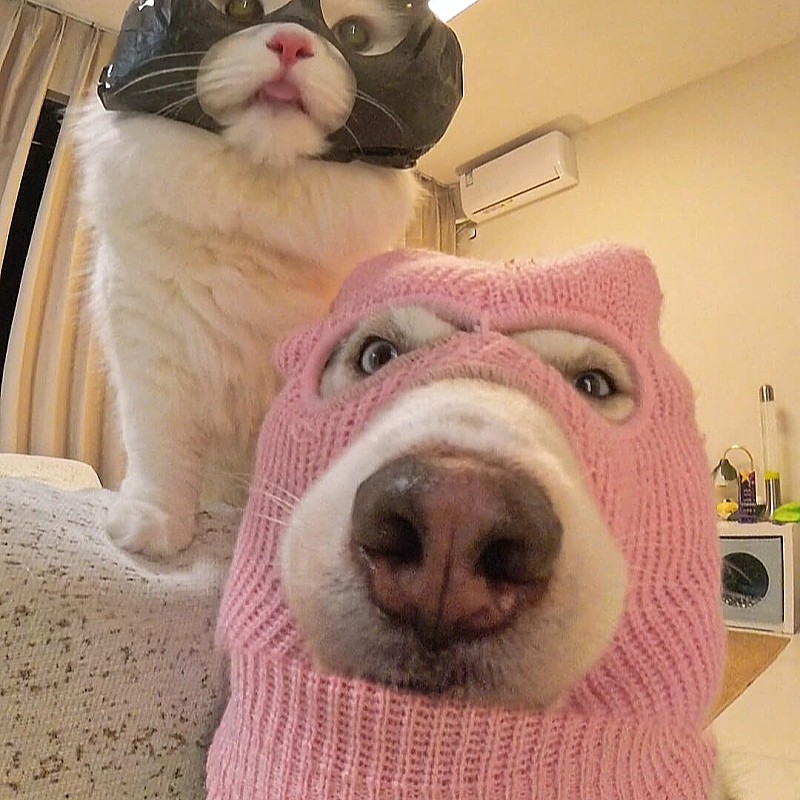 狗狗头套可爱搞笑黑色面具创意宠物帽子cos拍照出片金毛柴犬中型