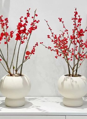 冬青花盆陶瓷种北美冬青专用年桔花盆栽盆新年高端装饰蝴蝶兰花盆