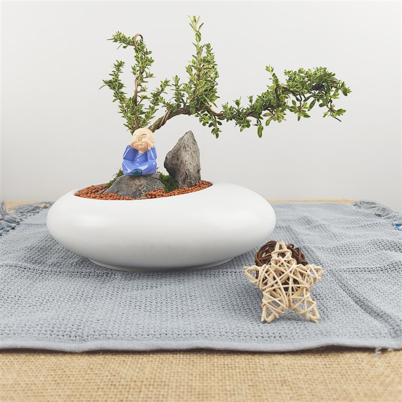 六月雪盆景造型老桩悬崖茶室窗台花卉阳台室内绿植精品礼品盆栽