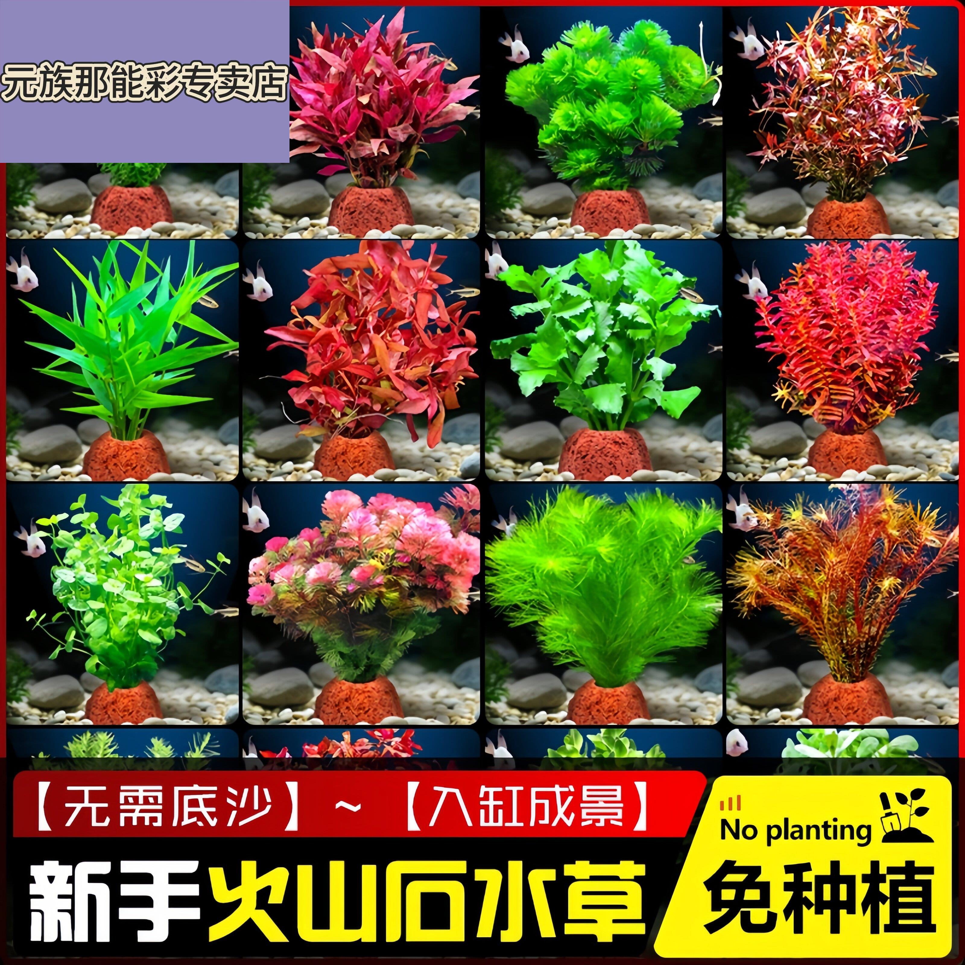 火山石水草植物鱼缸造景水培阴性蜈蚣草绿菊真草摆件水族箱全套餐图片