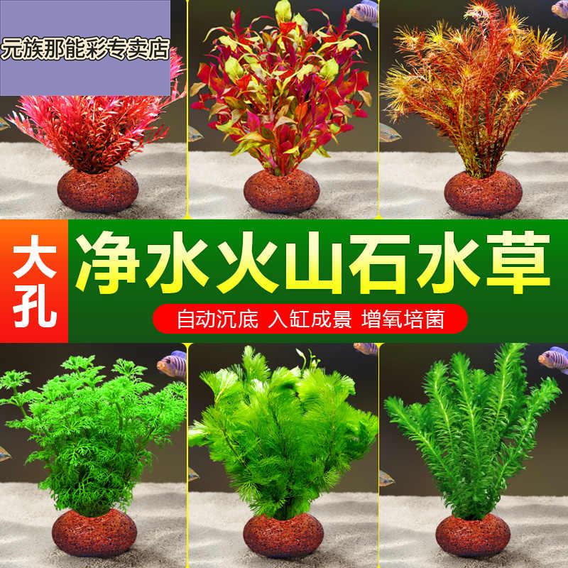 水草植物鱼缸造景火山石真草水培蜈蚣草水榕阴性绿菊净化水质套餐图片