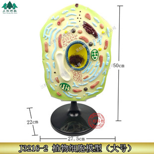 植物细胞模型叶绿体细胞核生物膜动物细胞模型细胞器放大细胞膜