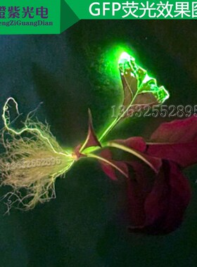 GFP/EGFP/FITC/ 488nm绿y色荧光蛋白激发光源 12w 红色荧光RFP td