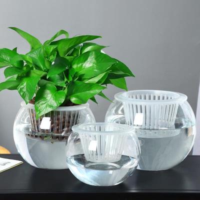 水培植物玻璃瓶透明花瓶水养容器绿萝花盆养鱼器皿大鱼缸室内摆件