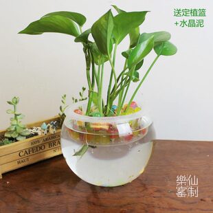 透明圆形玻璃花瓶 水培玻璃花瓶 大号送定植篮 绿萝水培玻璃花瓶