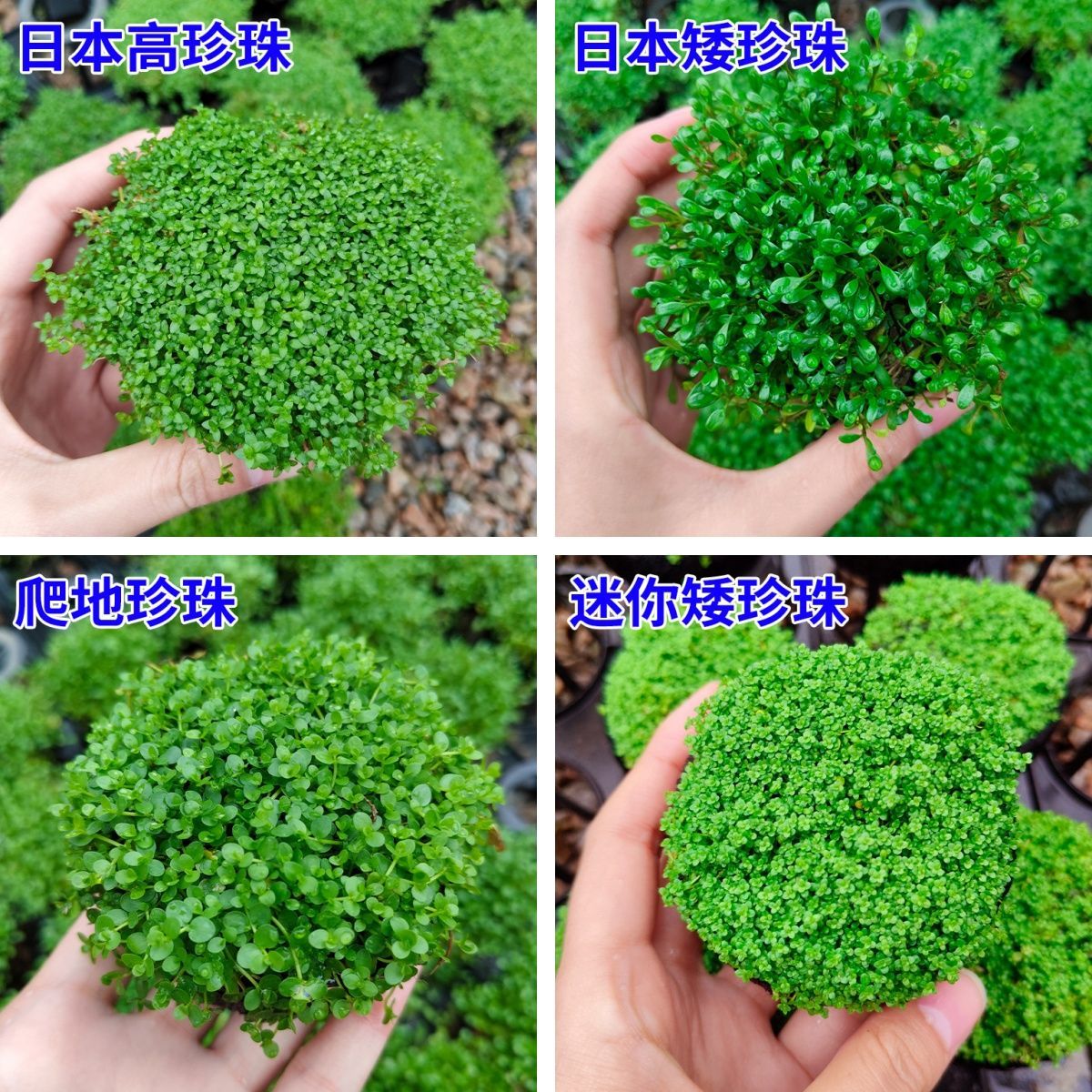 高珍珠水草前景新手坨草爬地珍珠坨草新手鱼缸造景活体水草植物