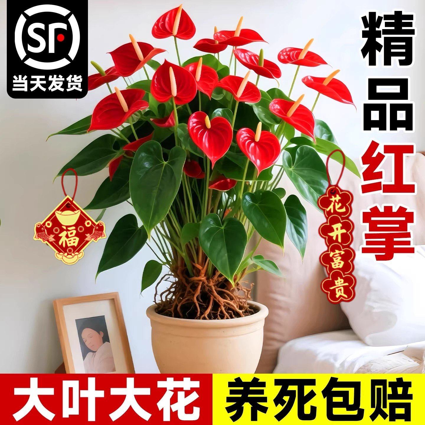 特大号红掌盆栽带花大叶大花客厅绿植室内好养植物办公室桌面花卉,鲜花速递/花卉仿真/绿植园艺,红掌/凤梨/温室花卉,淘宝优惠券,粉丝福利购,淘宝优惠卷