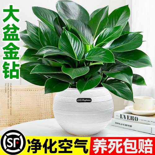 大盆金钻盆栽绿萝水培植物吸办公室内发财树绿植多肉大叶植物甲醛