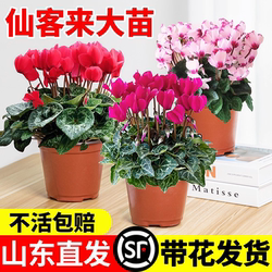 仙客来盆栽花苗兔耳花好养大花阳台室内开花花卉蝶衣花年宵花绿植